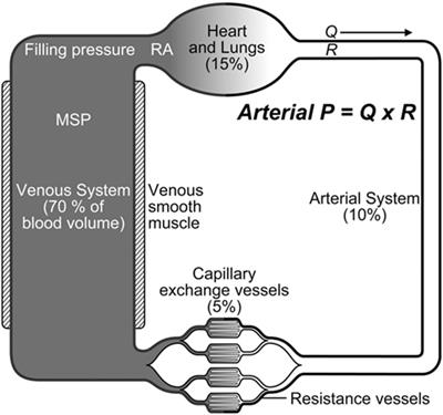 Anesthesia-Associated Relative Hypovolemia: Mechanisms, Monitoring, and Treatment Considerations